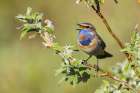Bluethroat singing-his territory song on the arctic tundra USA-Alaska-Seward Peninsula Art Print
